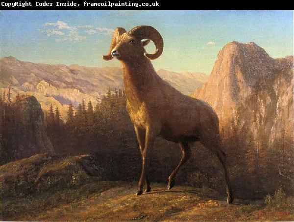 Albert Bierstadt A Rocky Mountain Sheep, Ovis, Montana